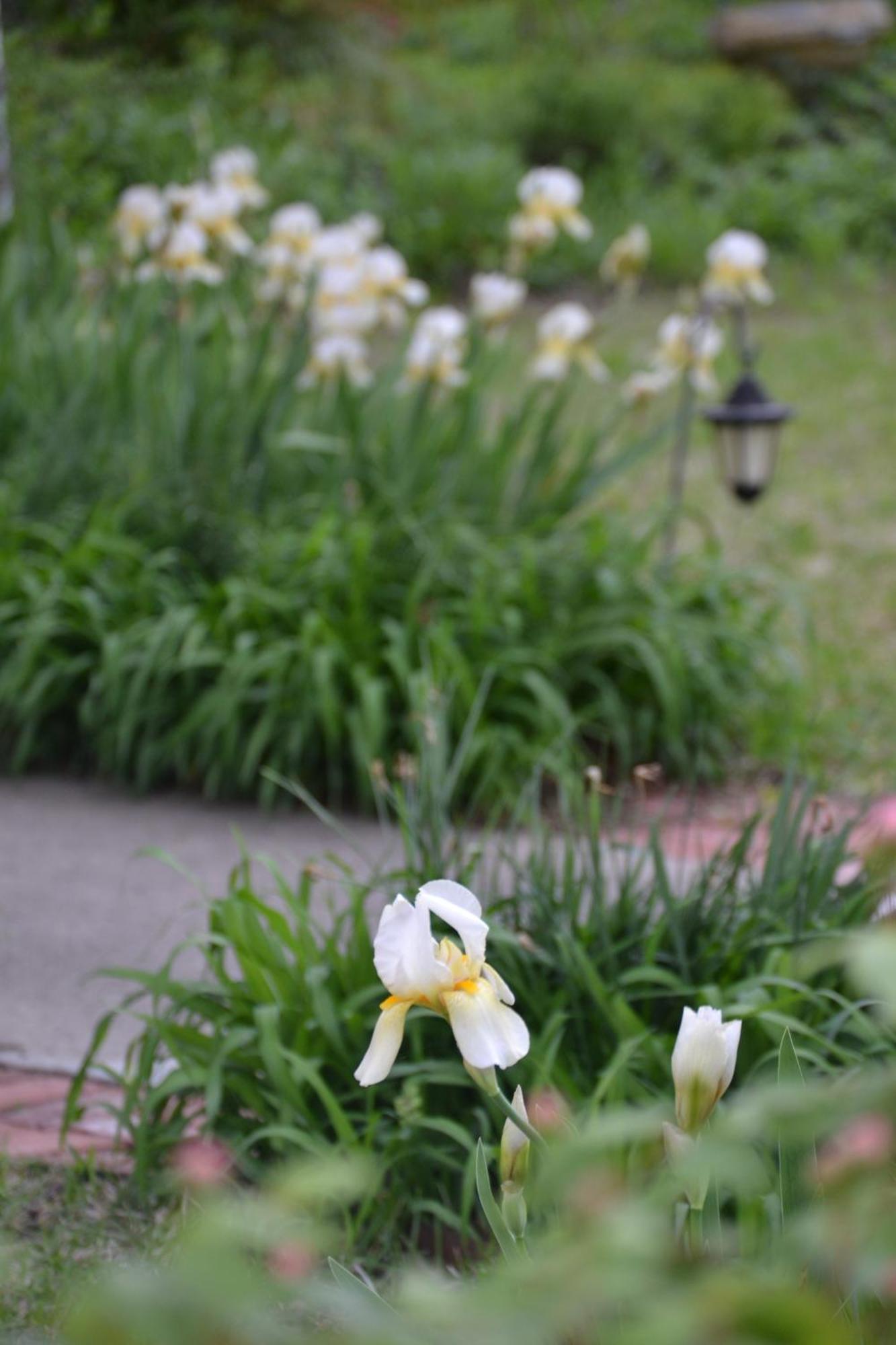 Carleton House Bed And Breakfast Bonham Esterno foto
